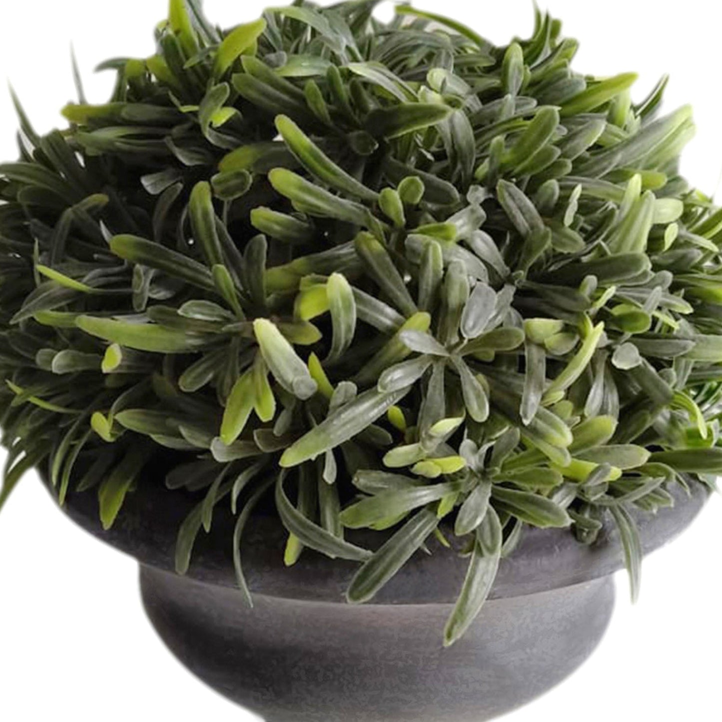 Rosemary In Paper Mache Urn