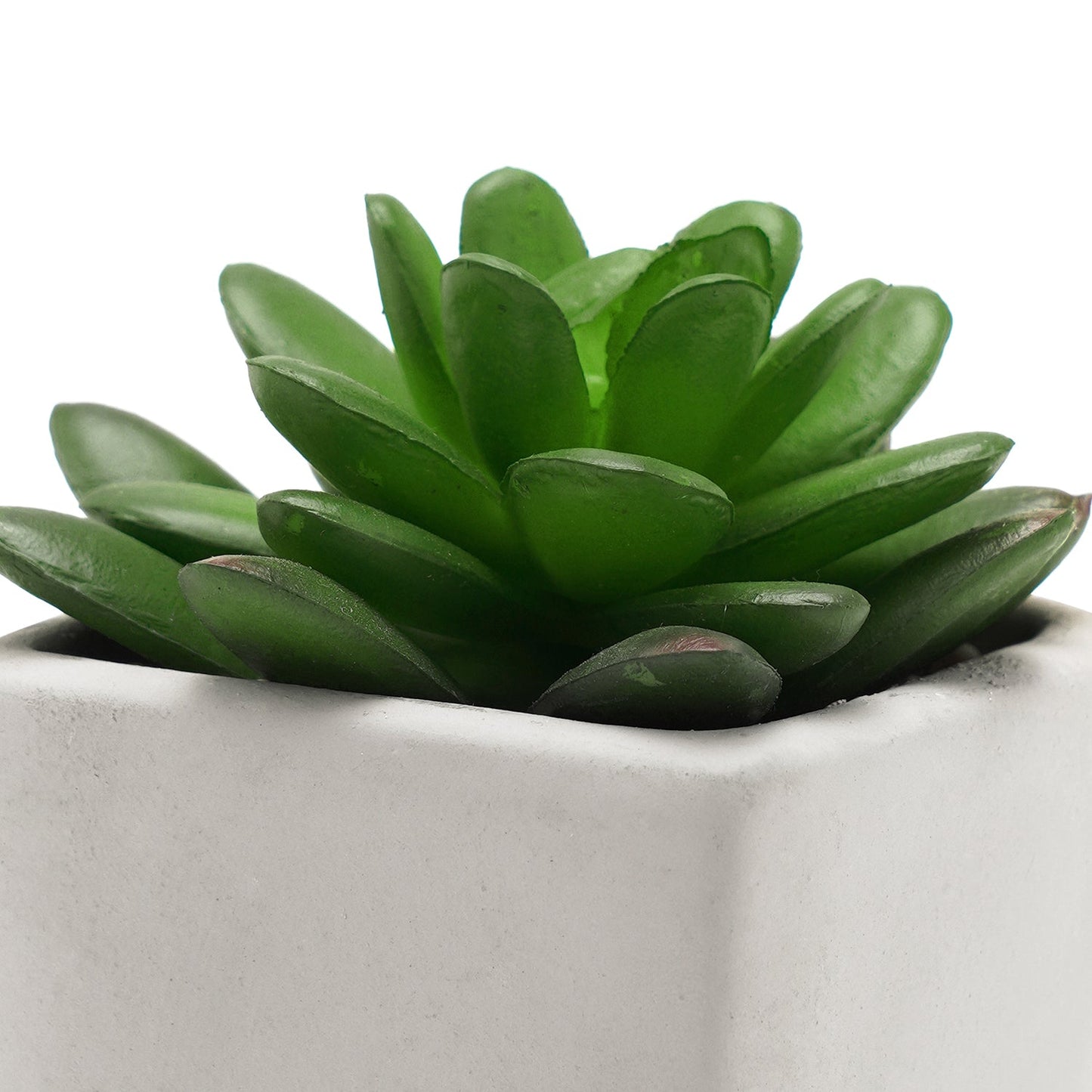 Set of 2 Potted Green Cactus