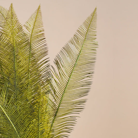 Green Fern Bush
