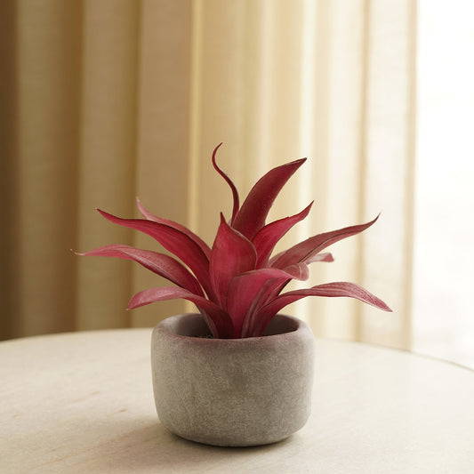 Red Artificial Agave Plant with Cement Pot