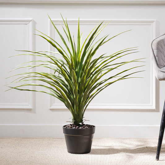 Small Potted Nolina Recurvata Plant