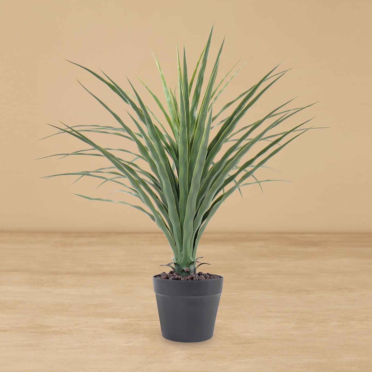 Small Potted Nolina Recurvata Plant