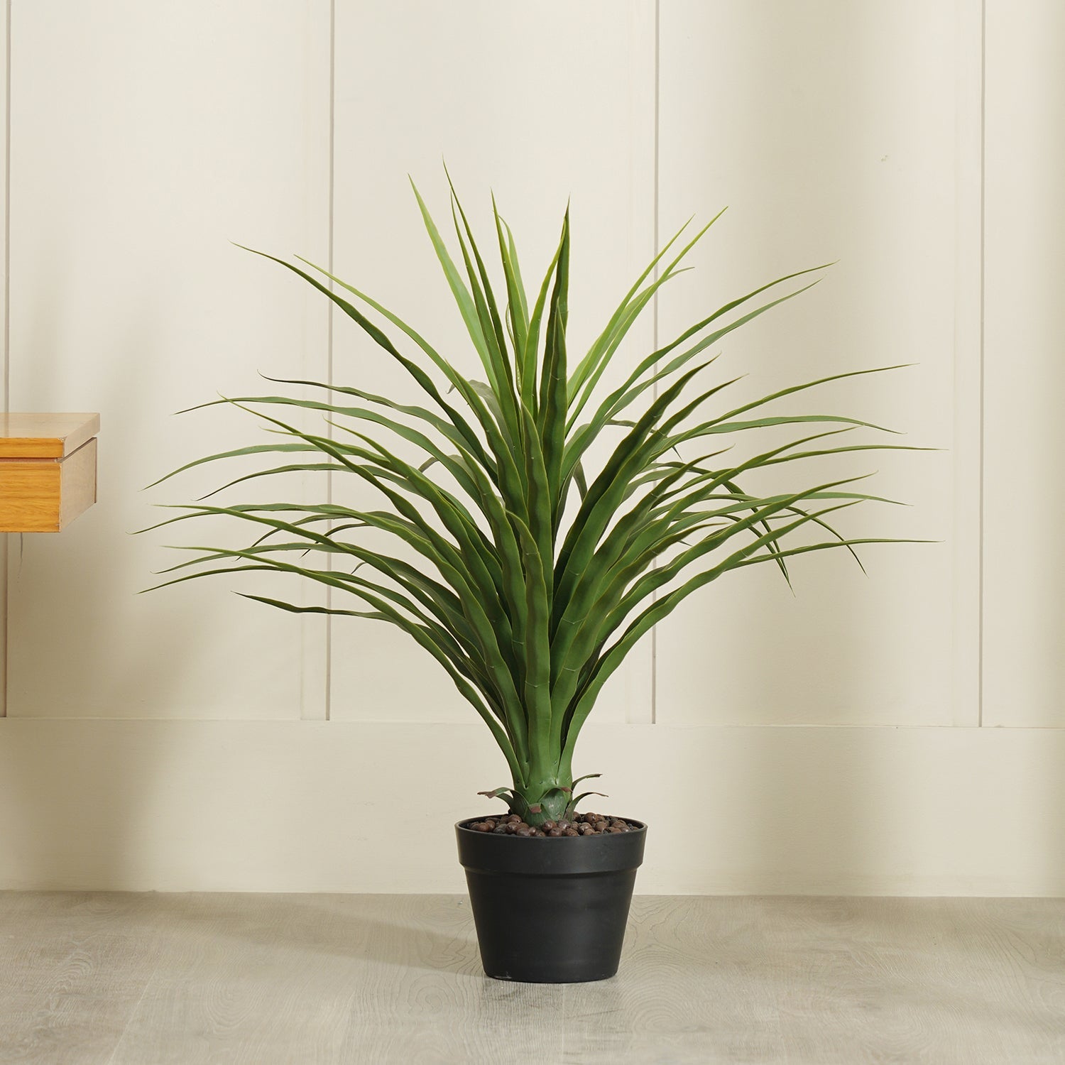 Small Potted Nolina Recurvata Plant