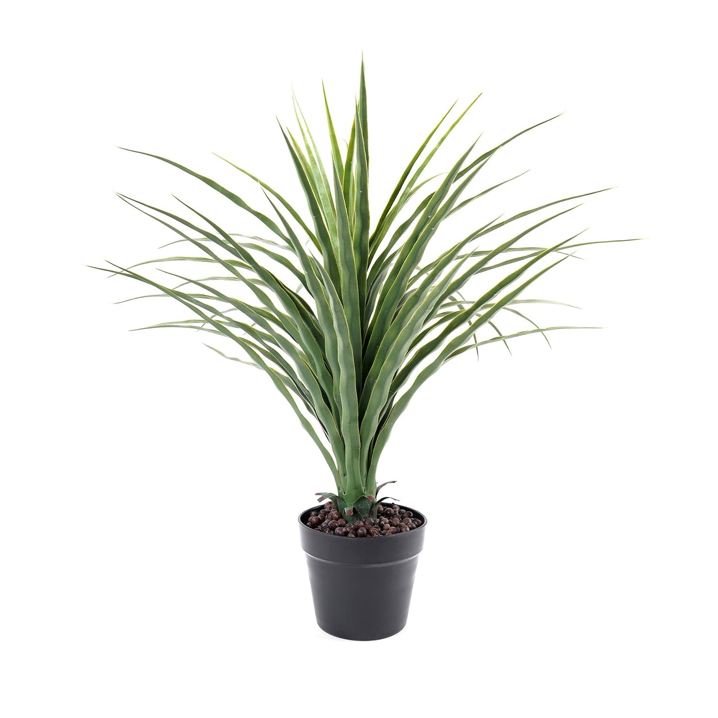 Small Potted Nolina Recurvata Plant