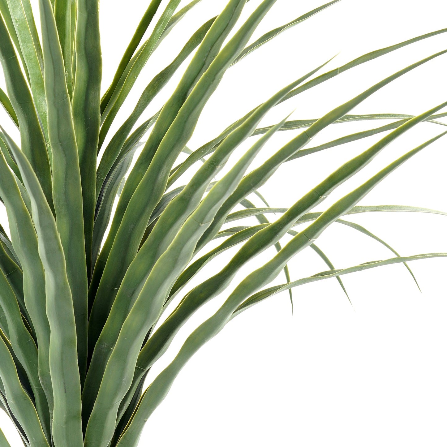Small Potted Nolina Recurvata Plant