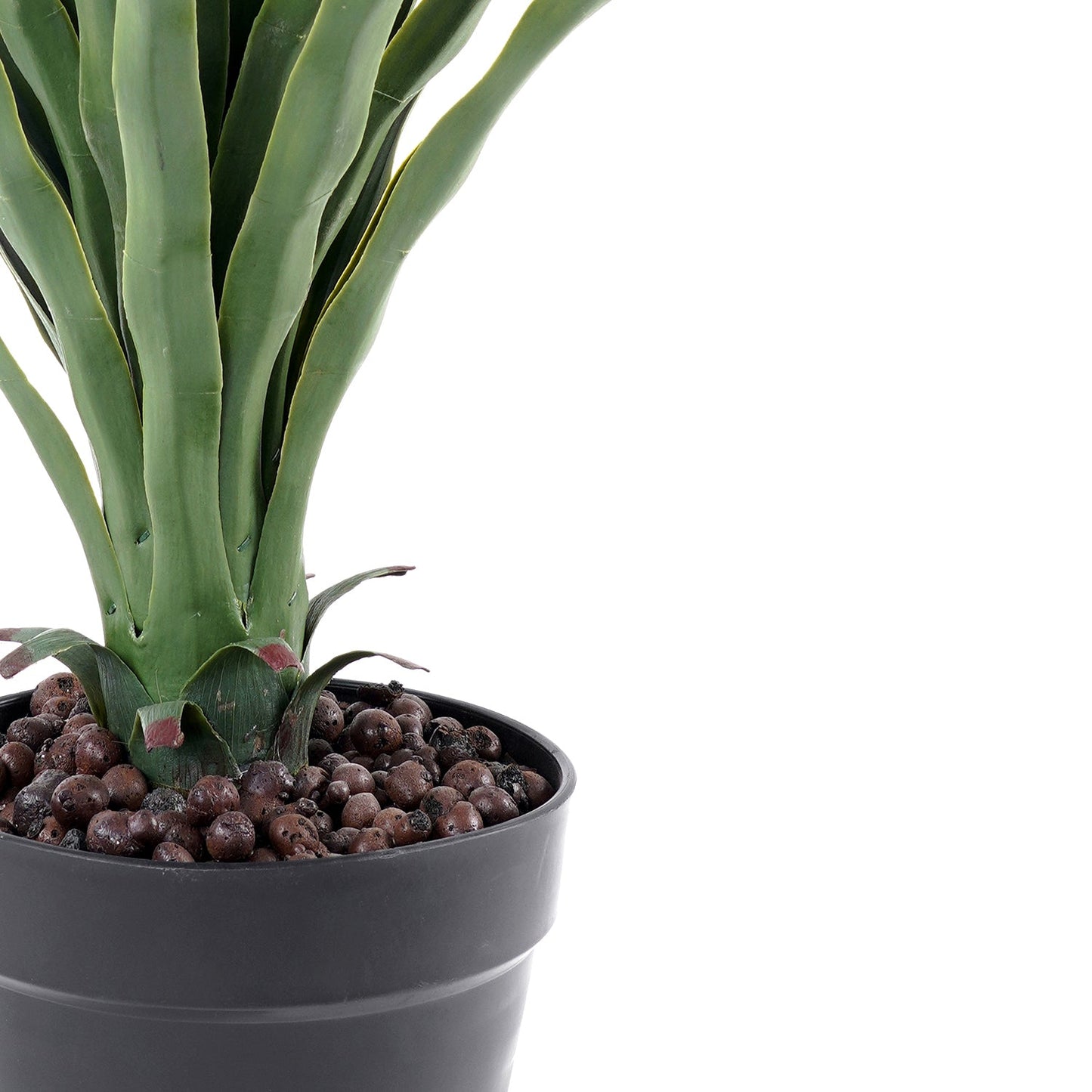 Small Potted Nolina Recurvata Plant