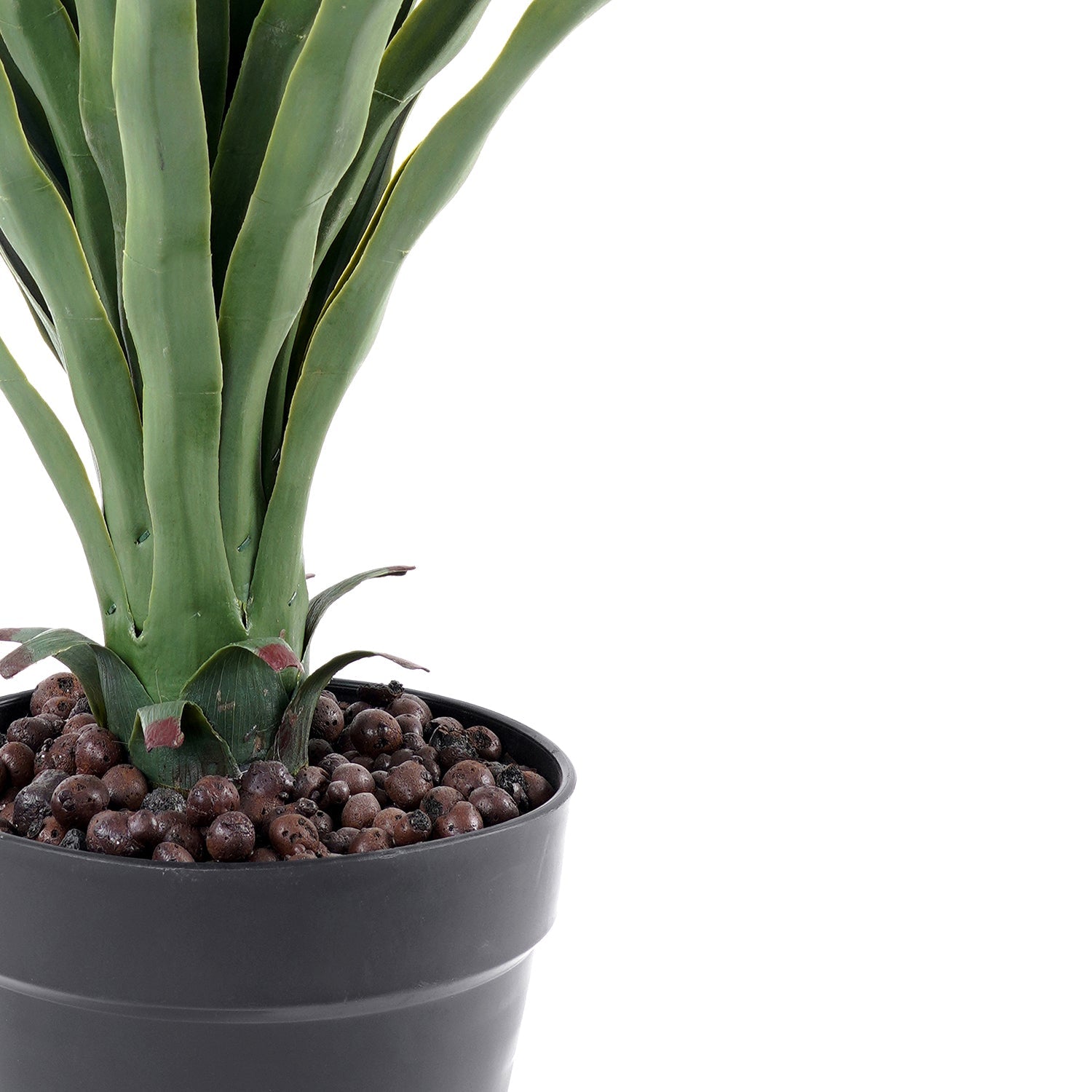 Small Potted Nolina Recurvata Plant