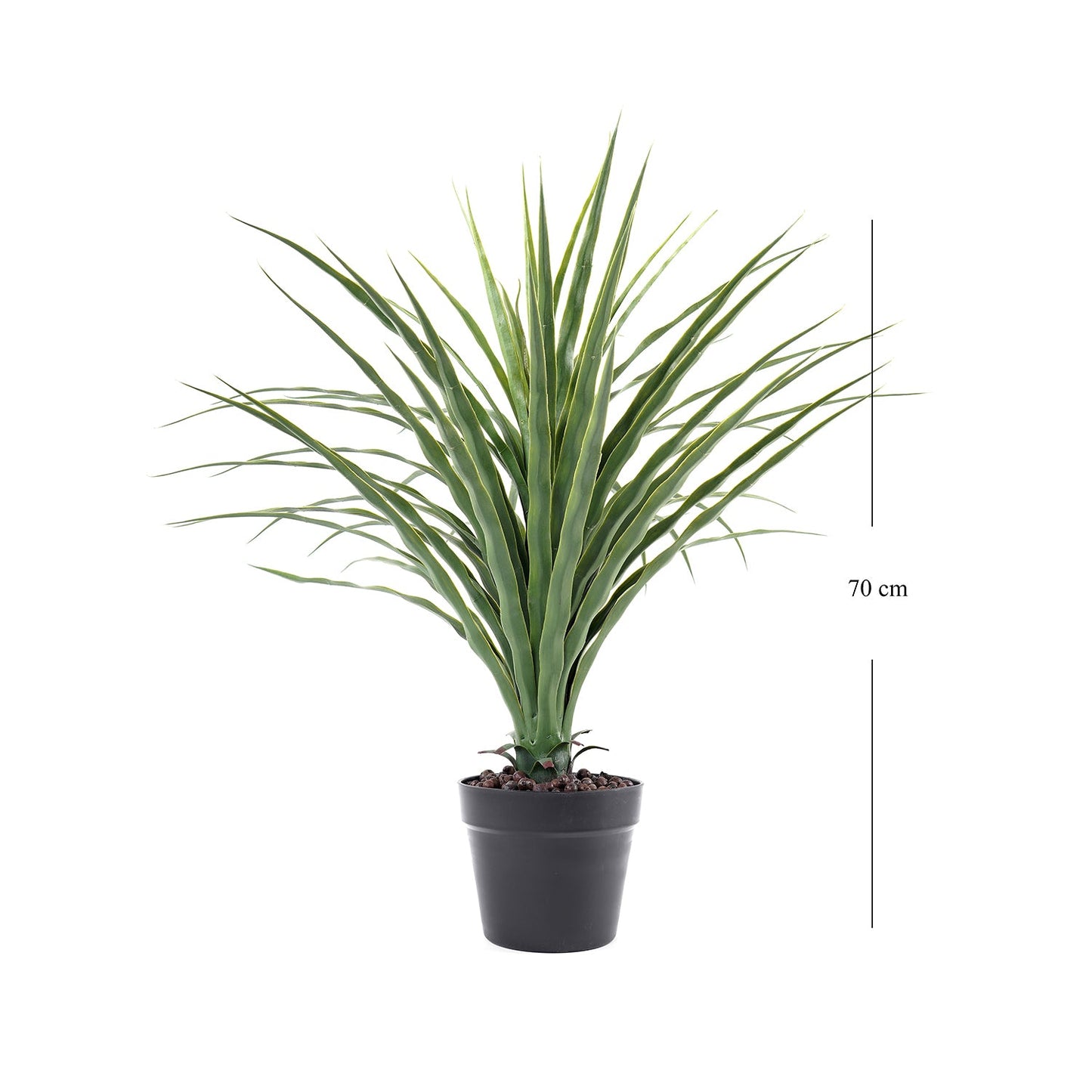 Small Potted Nolina Recurvata Plant