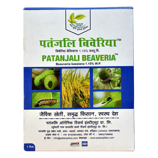 Patanjali Beaveria (1 kg)