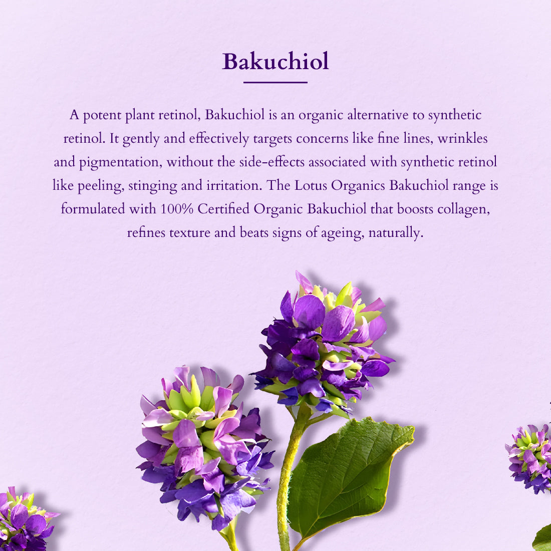Bakuchiol Plant Retinol Radiance Essentials 
