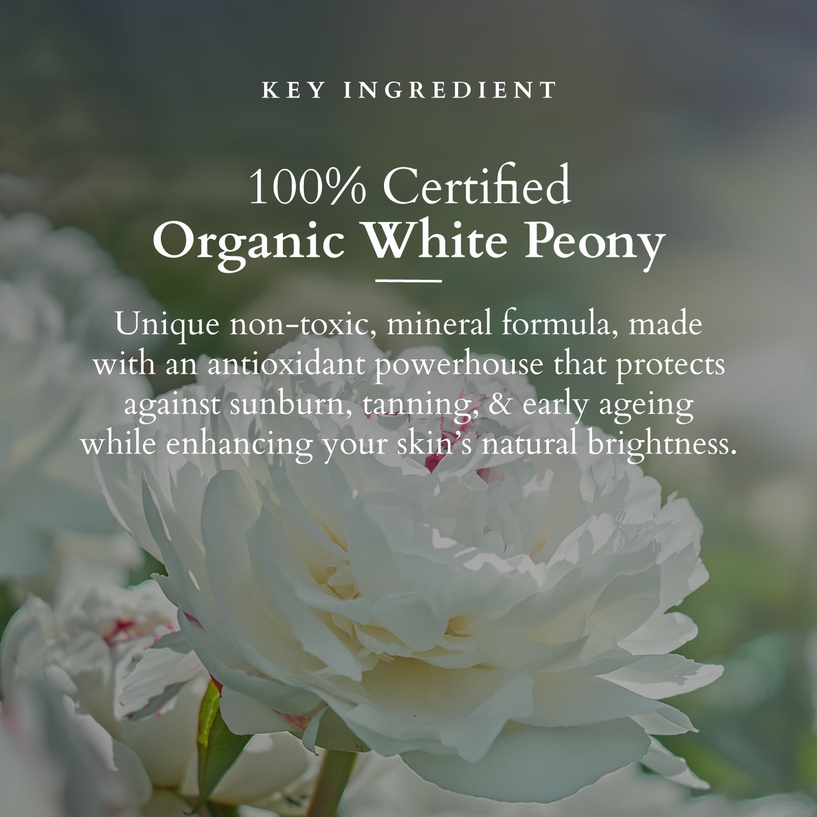 Organics+ Sheer Brightening Mineral Sunscreen SPF 50 PA+++ 100G