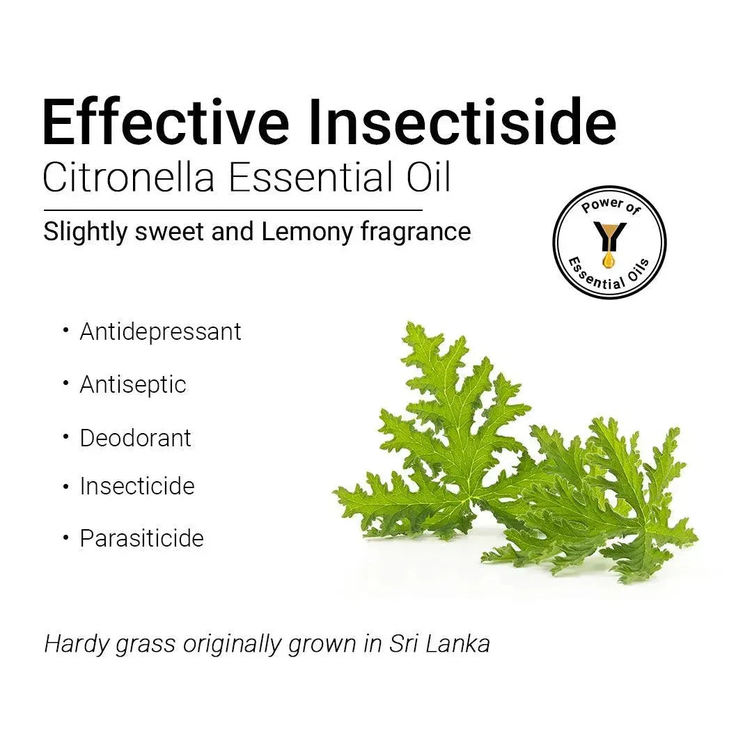 Citronella Essential Oil, Therapeutic, Pure & Natural, Insect & Mosquito Repellent, Antiseptic, Mood Up lifter 10ml 10ml