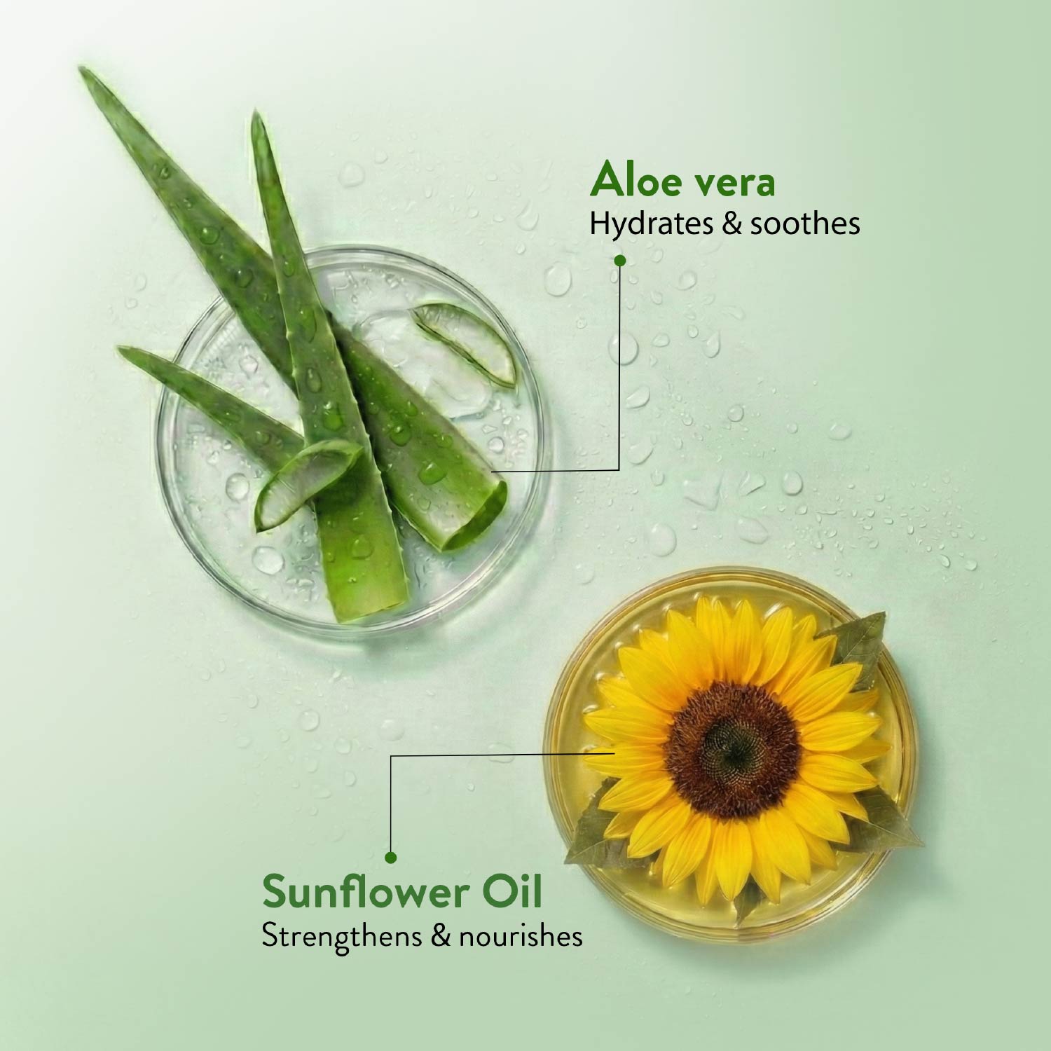 Aloe Vera Body Lotion | Hydrating & Revitalizing Moisturizer with Aloe Vera & Sunflower for All Skin Types | Non-Greasy, Nourishing Lotion for Soft, Smooth Skin – 250ml 250ml