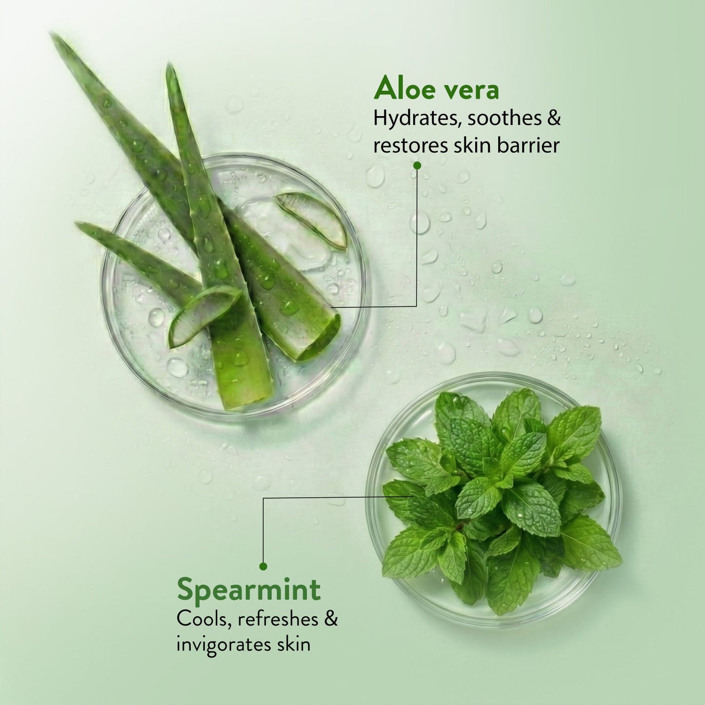 Aloe Vera Bathing Soap with Menthol | Gentle, pH-Balanced Daily Cleansing Bar for Face & Body | Provides Fresh, Comfortable Skin Feel | Handmade Soap Suitable for All Skin Types | Net Qty - 100 g - Set of 3 (Get 13% Off) 100g