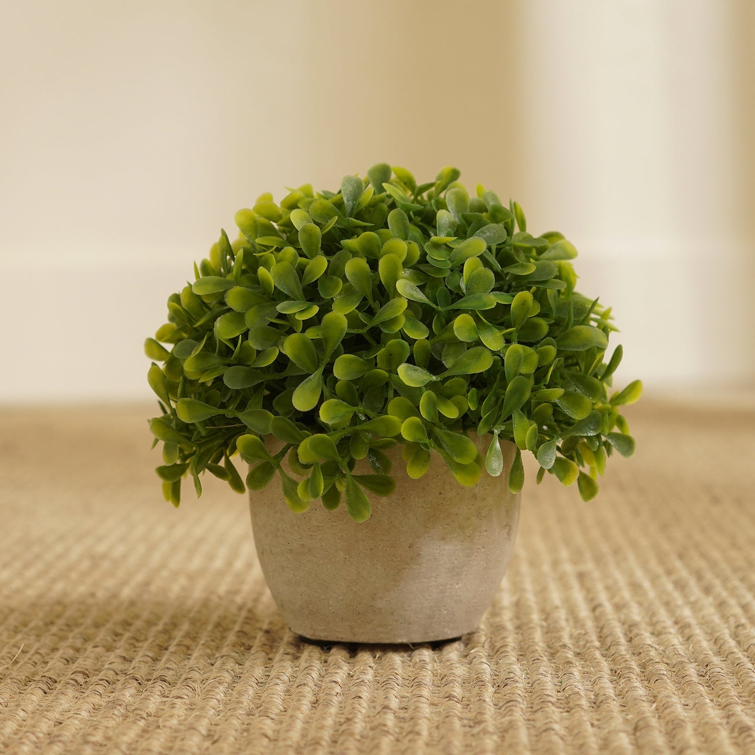 Green Artficial Boxwood Grass with Cement Pot