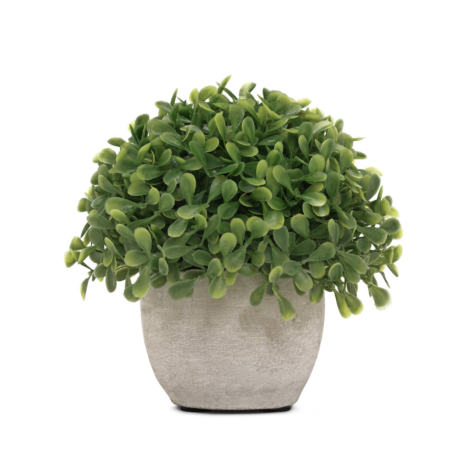 Green Artficial Boxwood Grass with Cement Pot