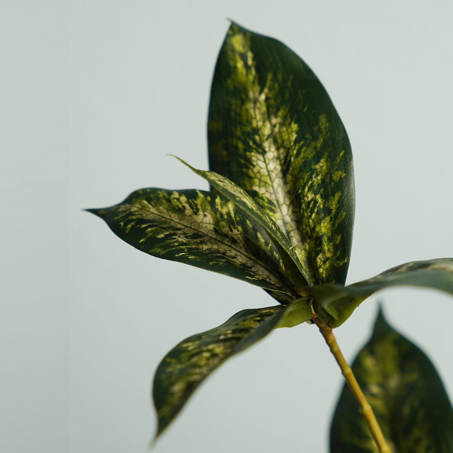 Draceana Leaf Spray