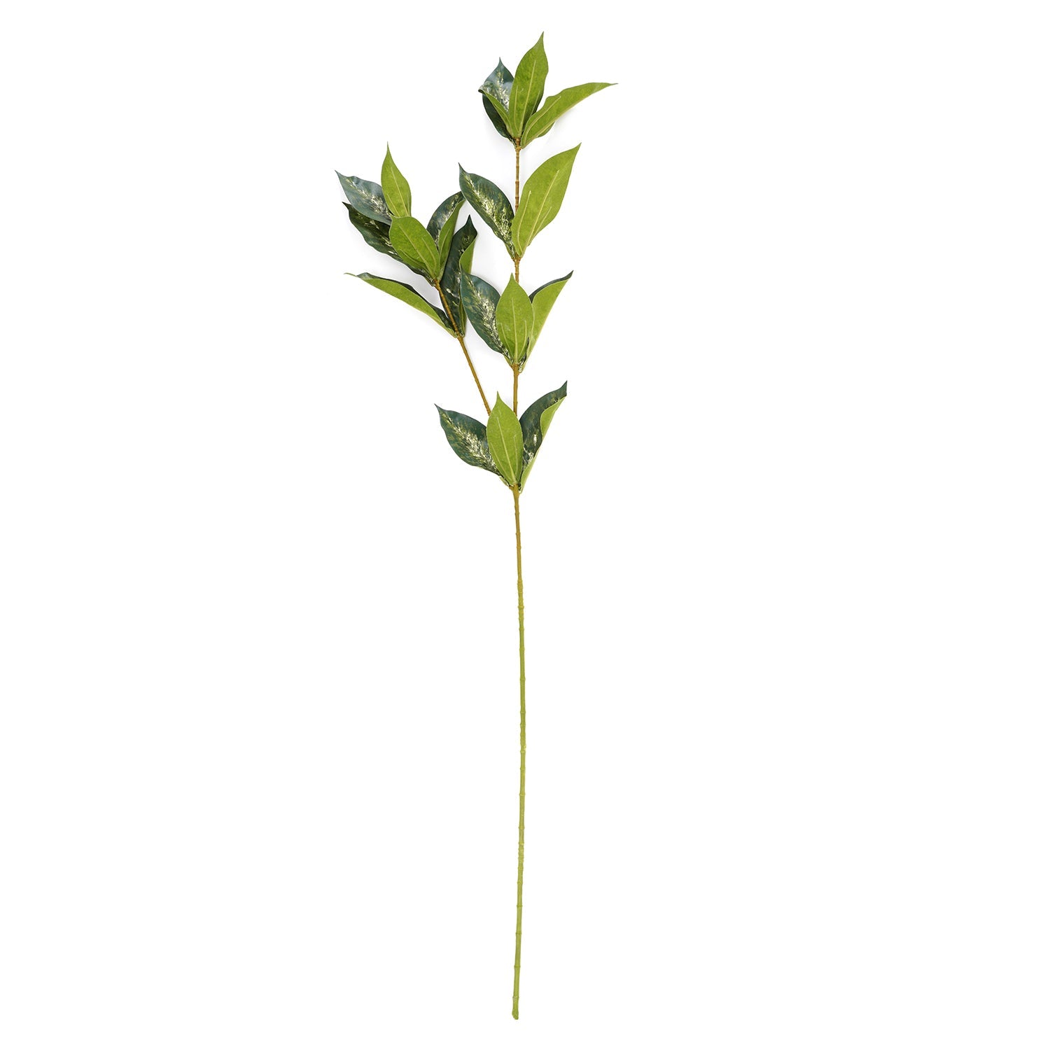 Draceana Leaf Spray