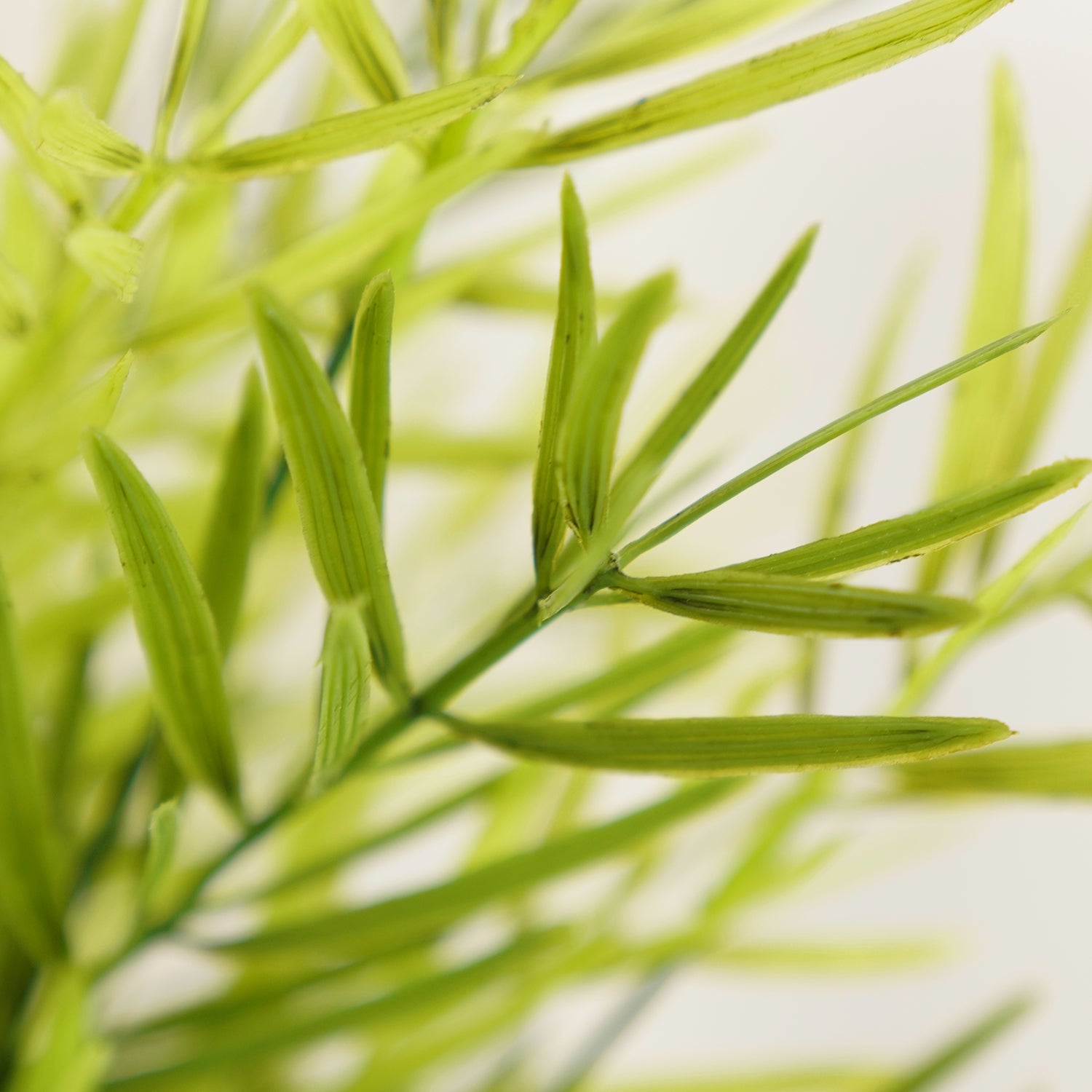 Asparagus Faicatus Spray