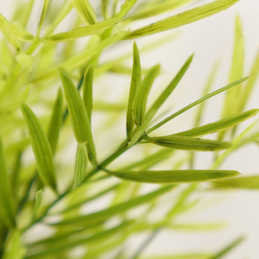 Asparagus Faicatus Spray