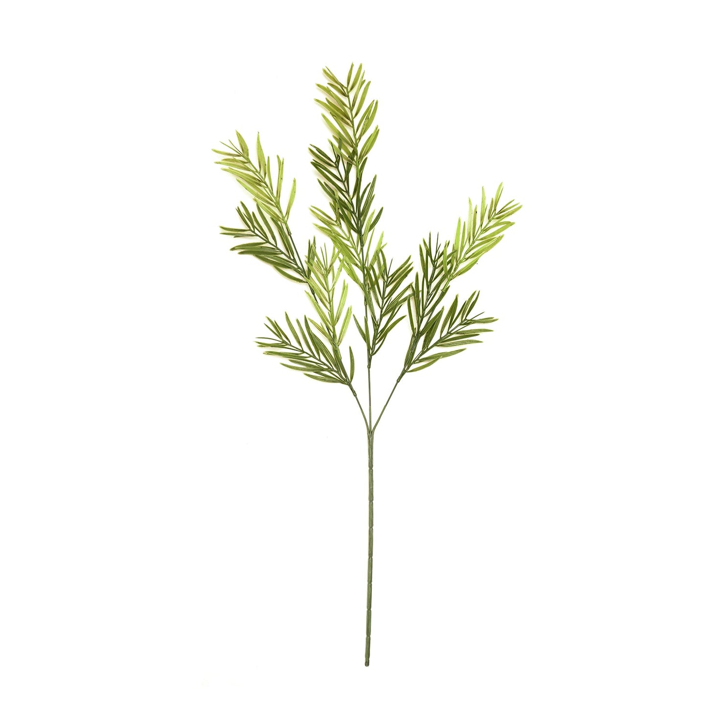 Asparagus Faicatus Spray