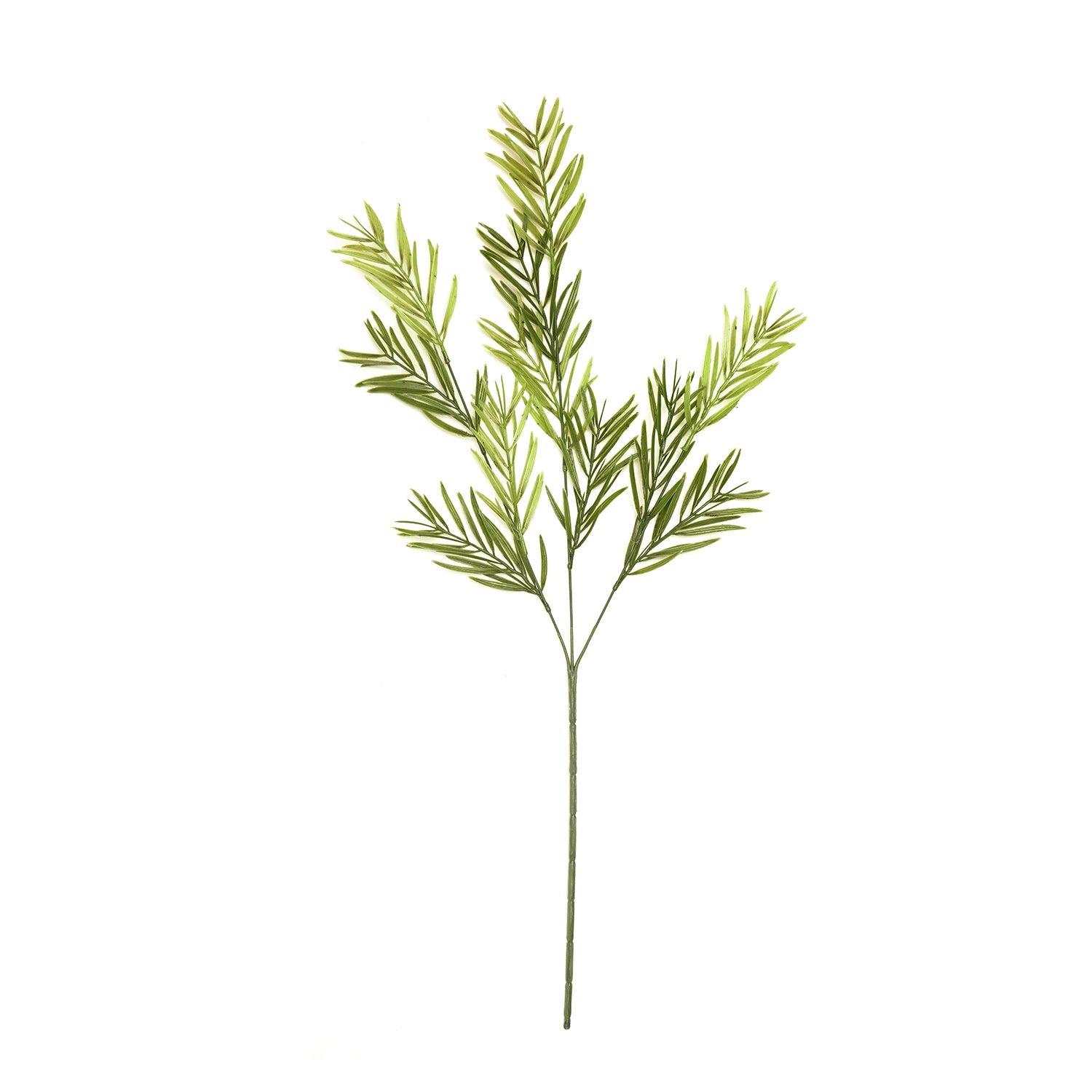 Asparagus Faicatus Spray