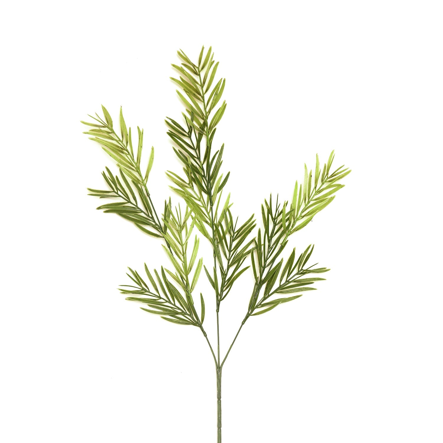 Asparagus Faicatus Spray