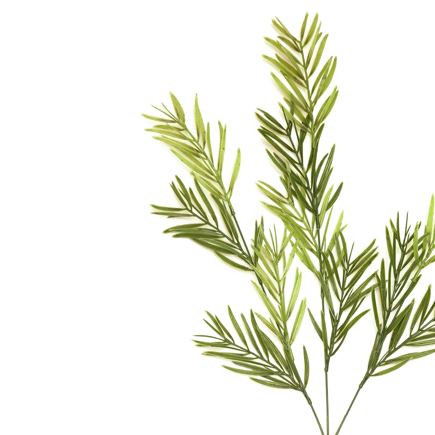 Asparagus Faicatus Spray