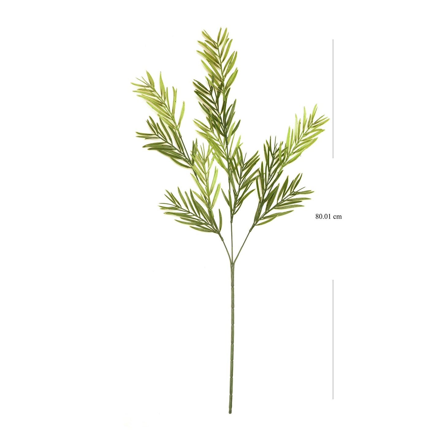 Asparagus Faicatus Spray