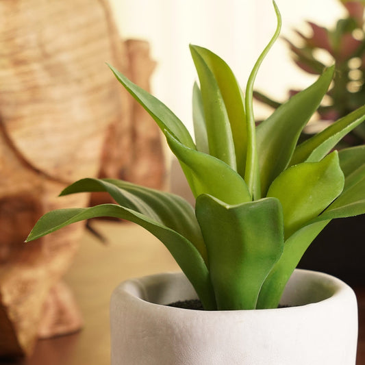 Green Artificial Agave Plant with Cement Pot
