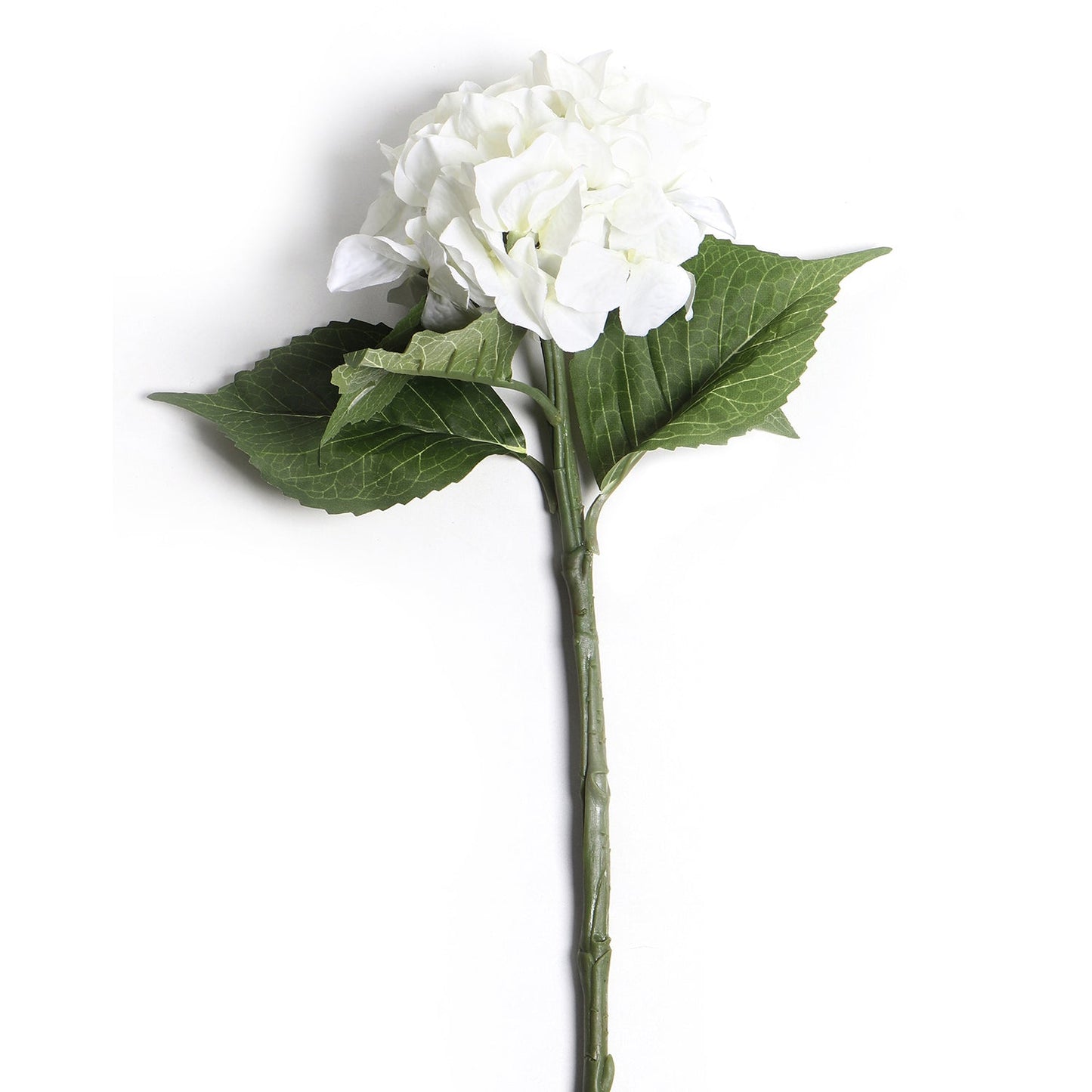 Hydrangea Ivory Stem
