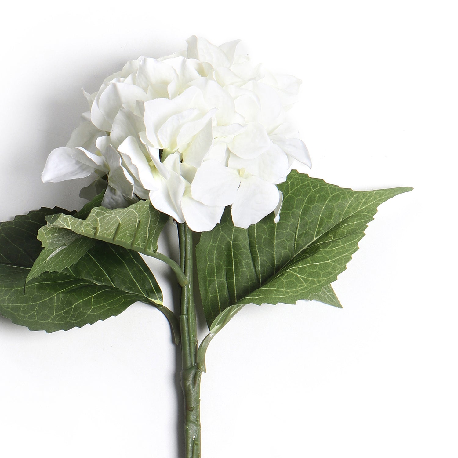 Hydrangea Ivory Stem
