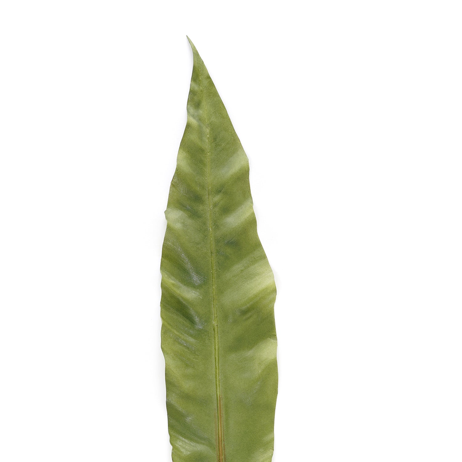 Apista Spray