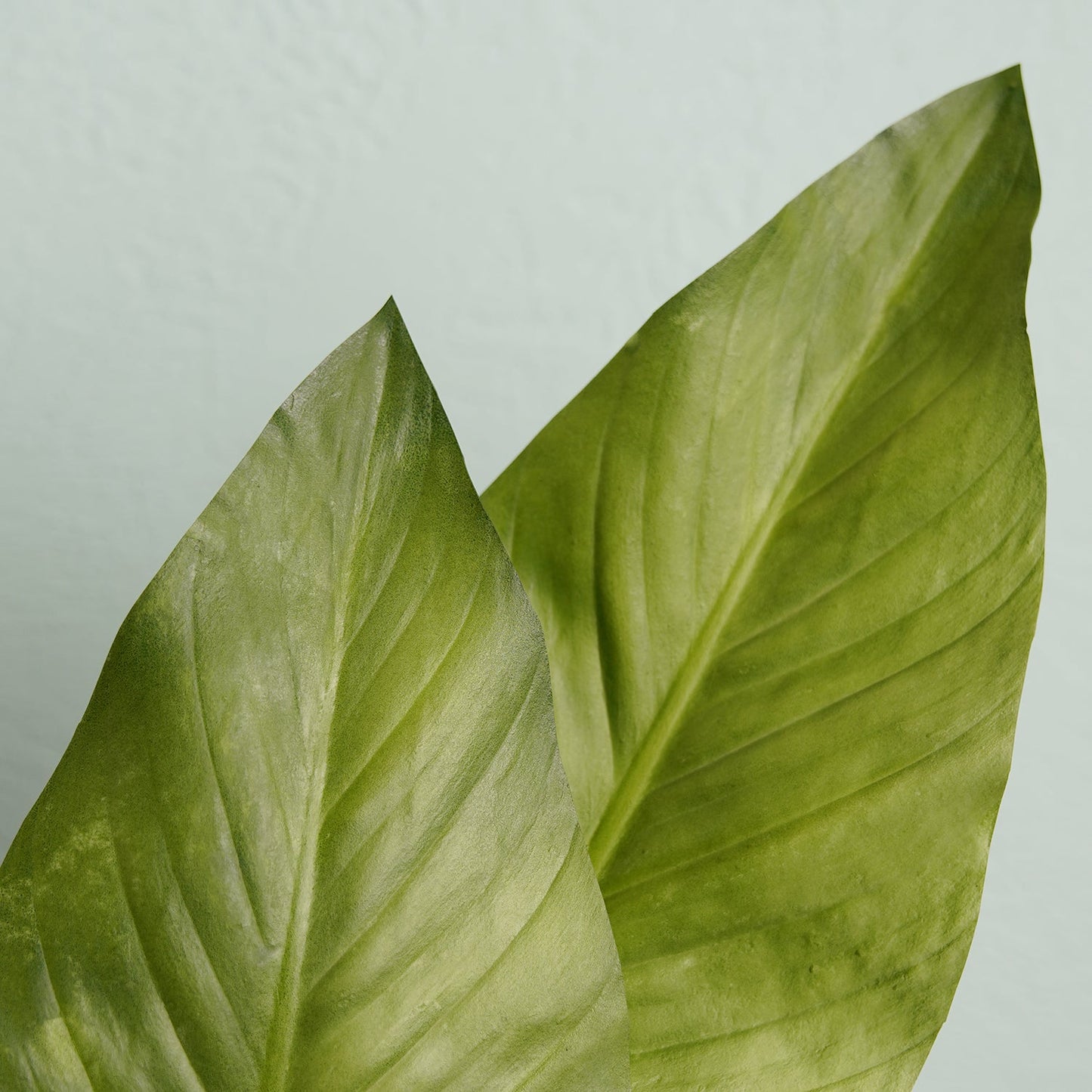 Green Calla Leaf Spray