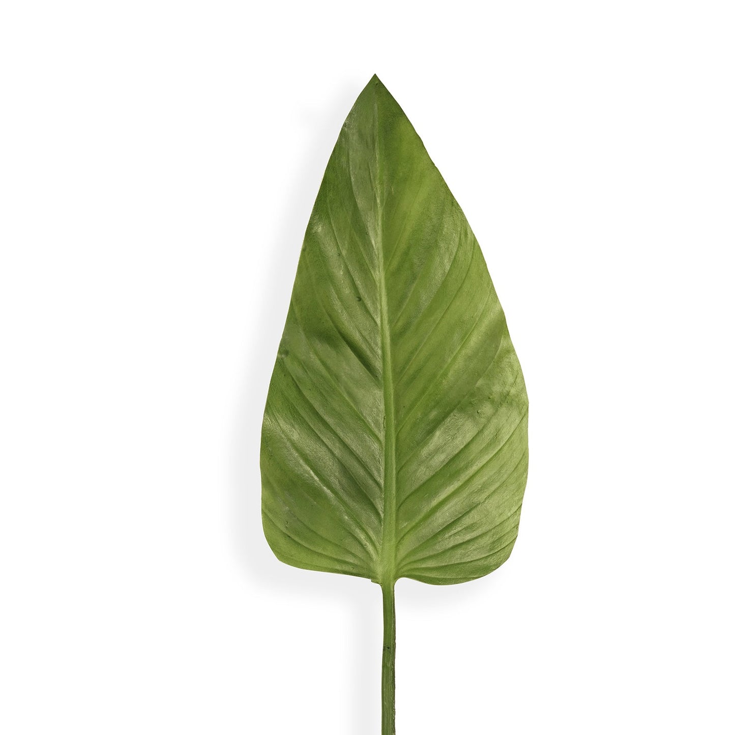 Green Calla Leaf Spray