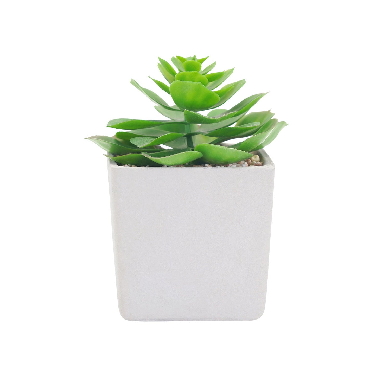 Potted Green Cactus