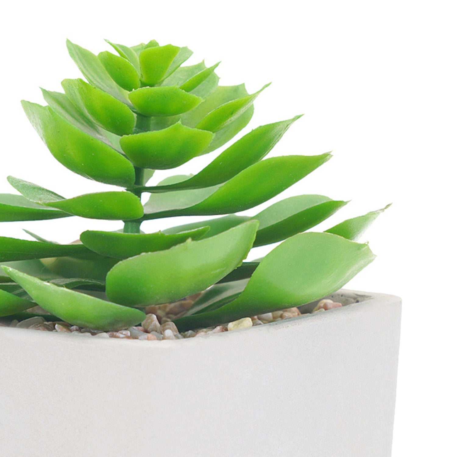 Potted Green Cactus
