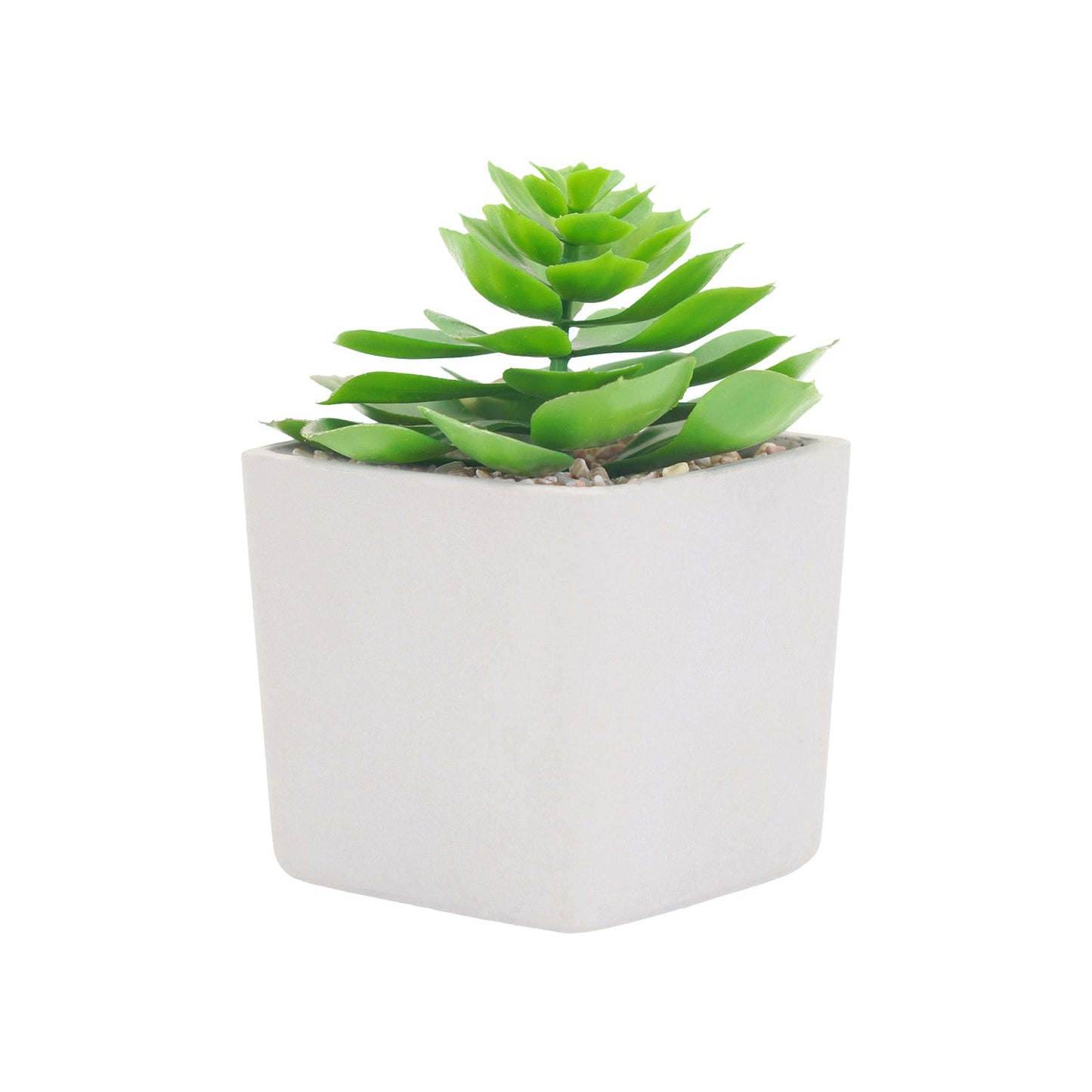 Potted Green Cactus