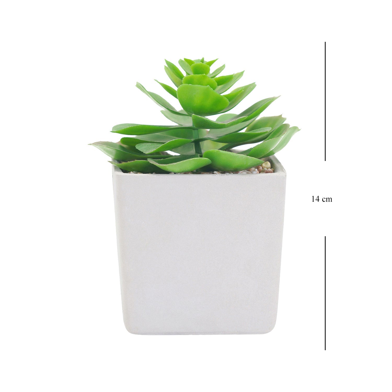 Potted Green Cactus