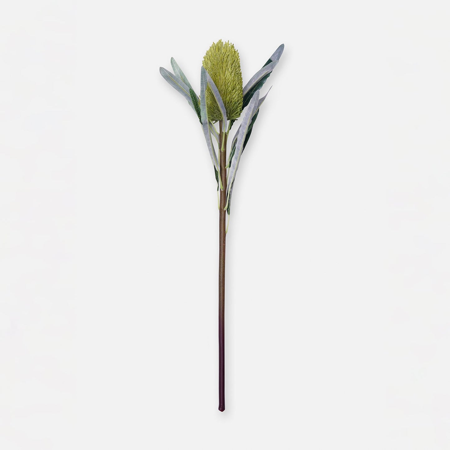 Green Protea Single Spray