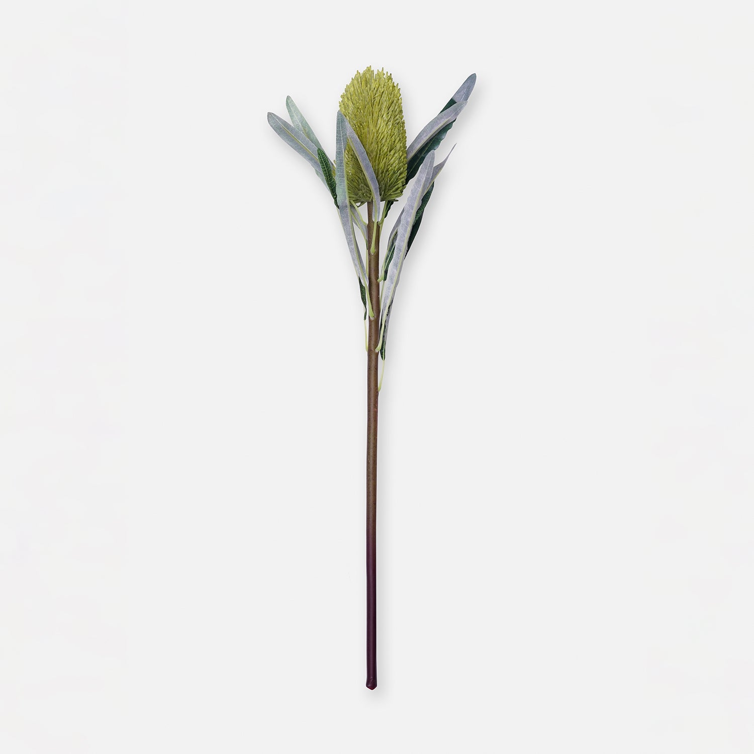 Green Protea Single Spray