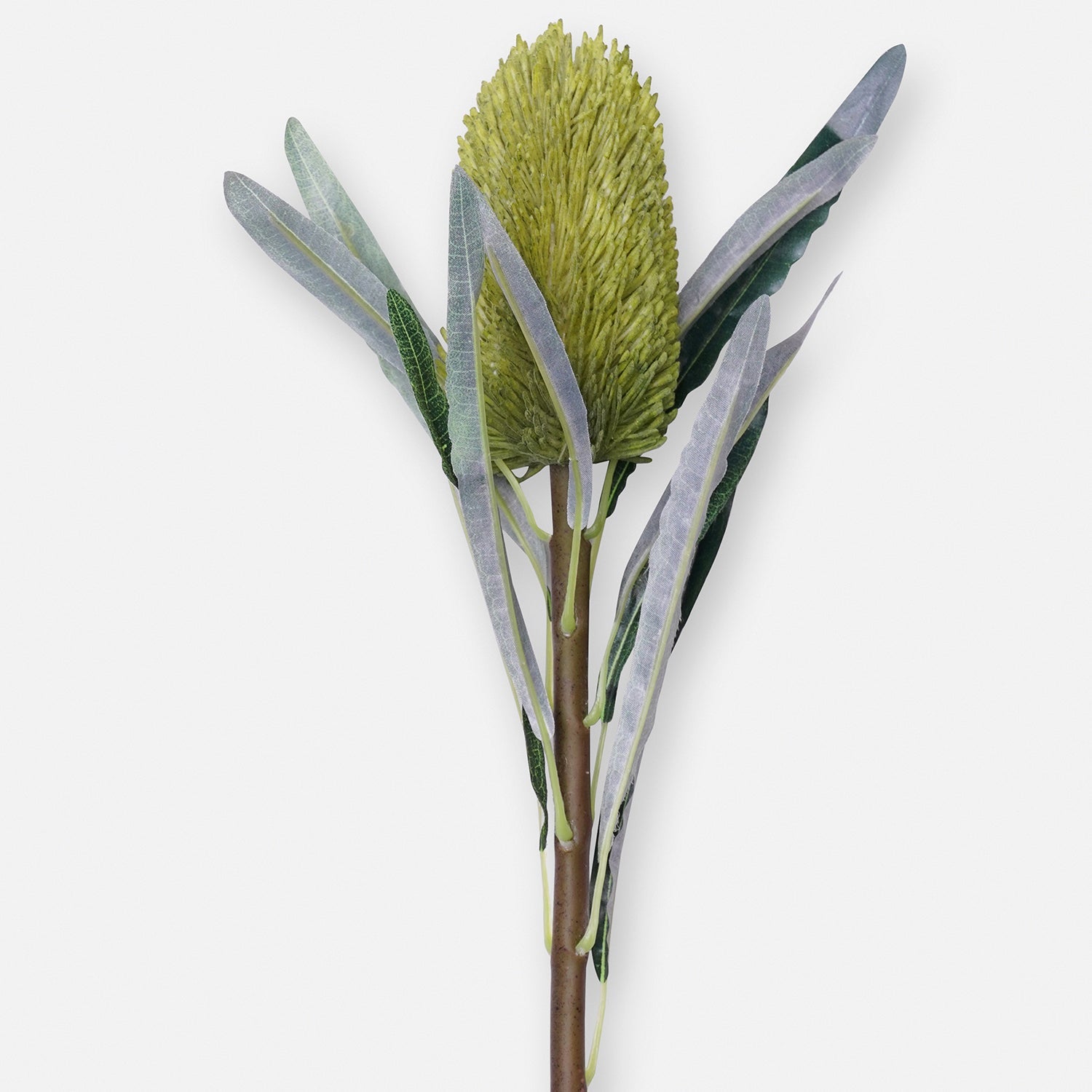 Green Protea Single Spray