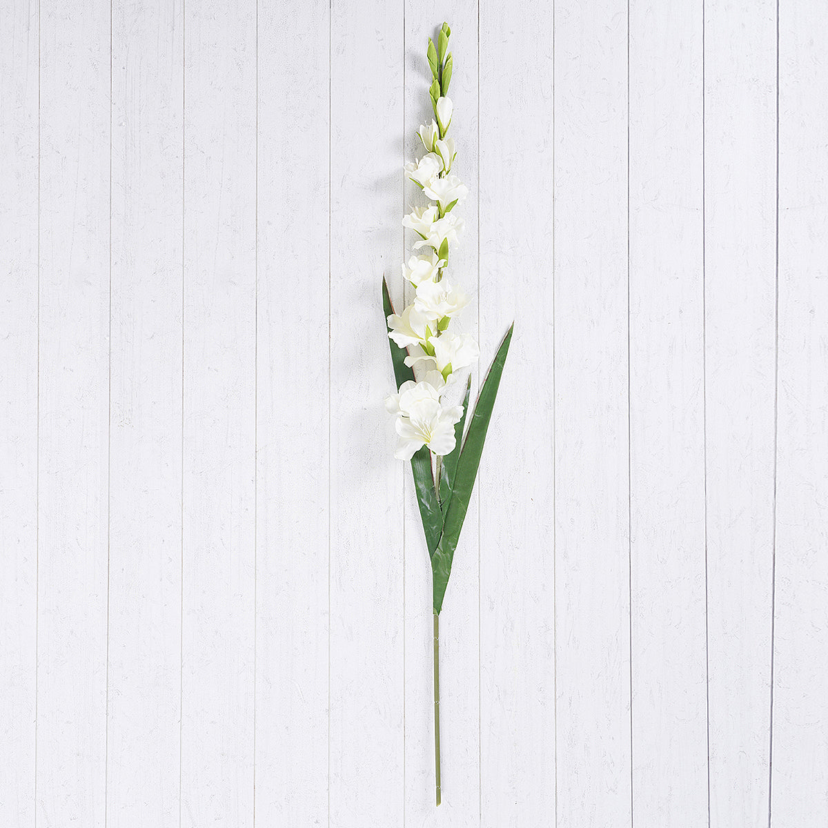 Set of 2 Gladious Ivory Stem