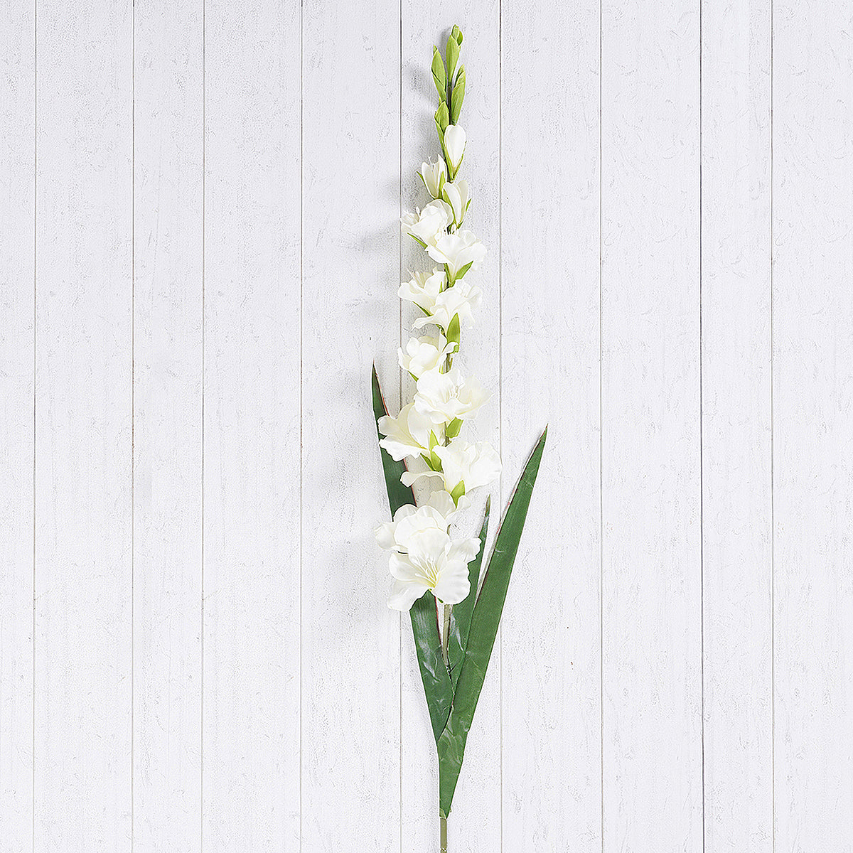 Set of 2 Gladious Ivory Stem
