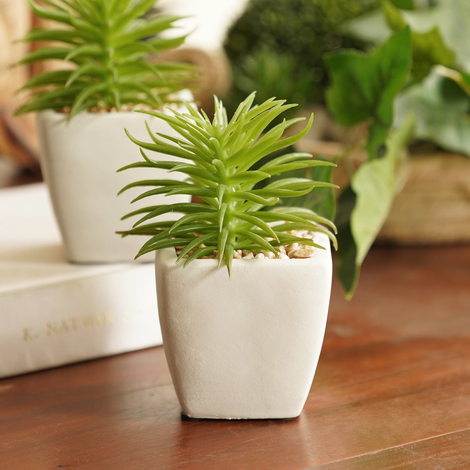 Set Of 2 Potted Green Cactus