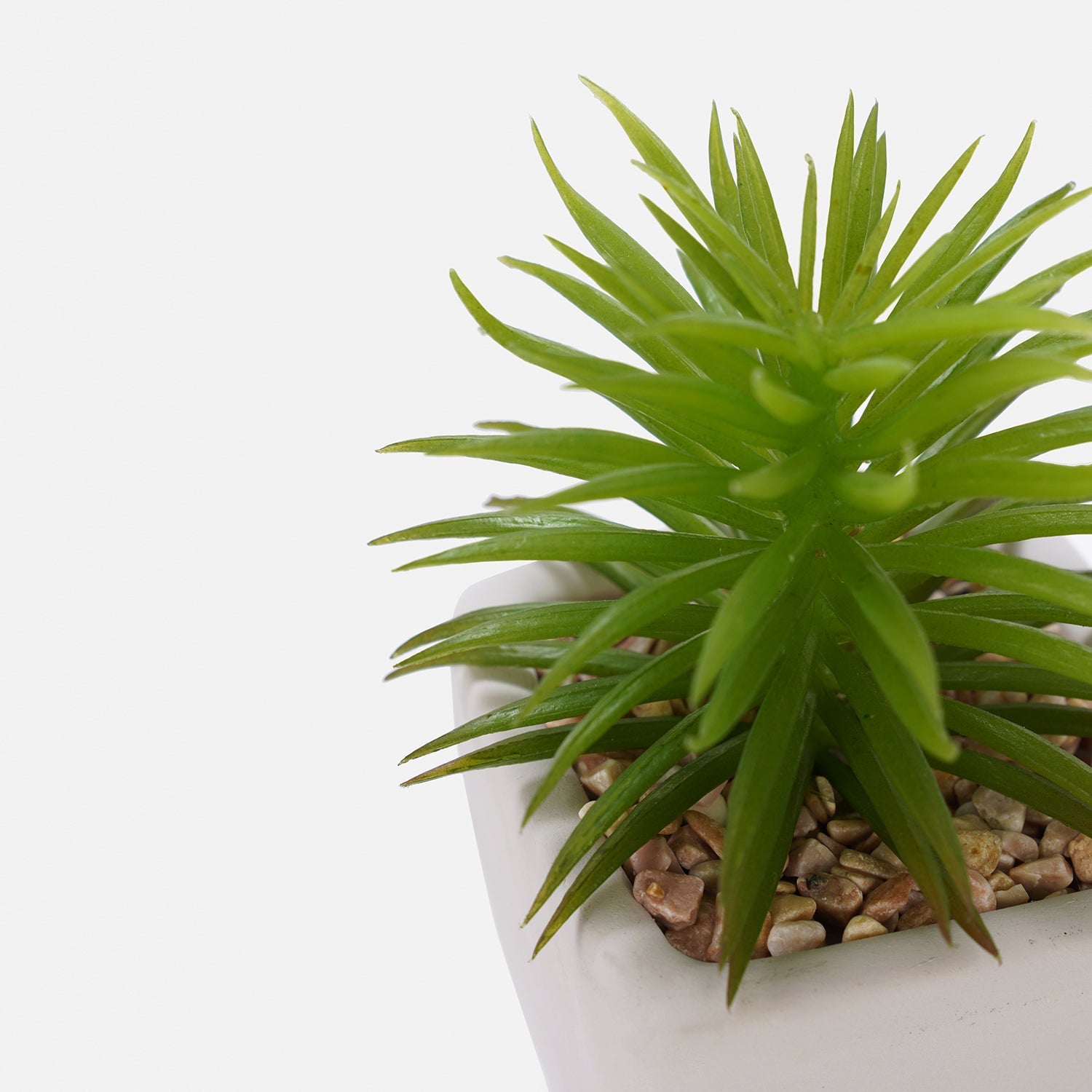 Set Of 2 Potted Green Cactus
