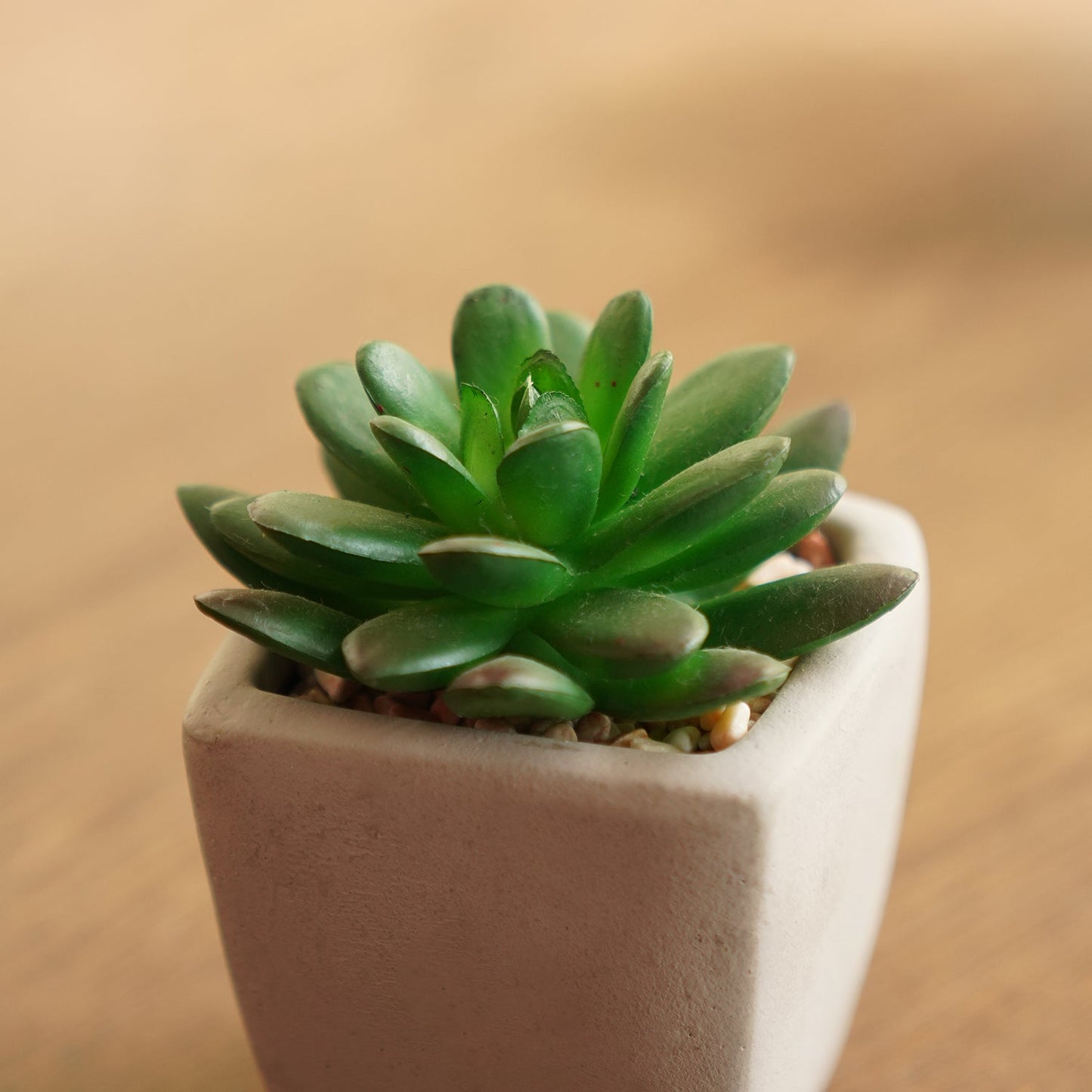 Set of 2 Potted Green Cactus