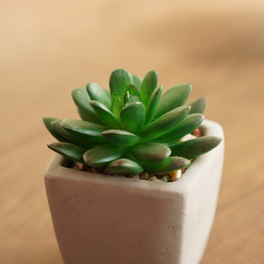 Set of 2 Potted Green Cactus