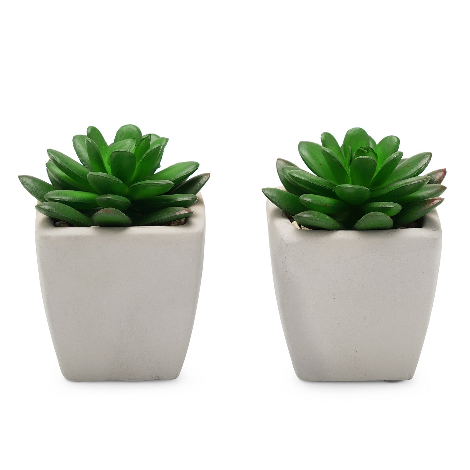 Set of 2 Potted Green Cactus