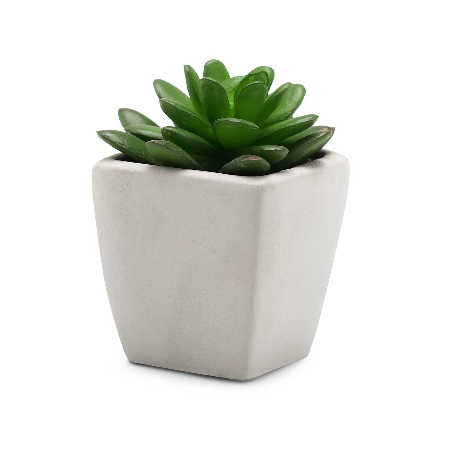Set of 2 Potted Green Cactus